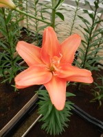 [4010 Ceb Latte No102.JPG]